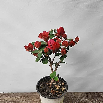 빨강 부겐빌레아 (빨간꽃/30-40cm) 1