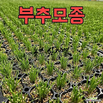 부추모종 20개 텃밭 모종씨앗 채소 모종키우기 미니텃밭 배란다텃밭 주말농장 부추 부추모종 부추키우기 1
