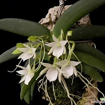 Angraecum leonis.앙그레컴 레오니스.흰색꽃.나무괴목걸이.꽃이 아주 예쁨.인테리어효과.인기상품. 1