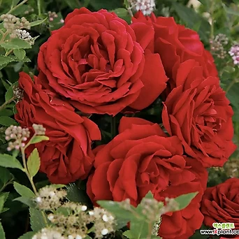 독일 장미- 틸 엘렌슈피겔 -18cm포트 붉은색 향기 겹꽃 사계장미 관목장미 꽃나무 정원에서 1