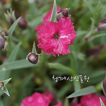 [청계산식물원]  꽃대 사계패랭이 / 사진촬영 2024년 3월 12일 1
