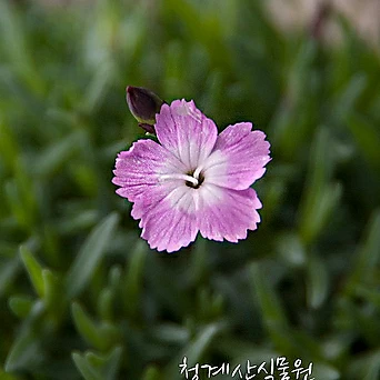 [청계산식물원] 꽃대 다까네패랭이 / 사진촬영 2024년 3월 12일 1