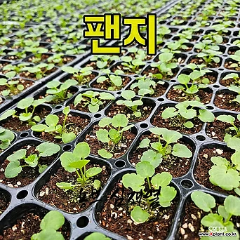 팬지모종 10개 텃밭 모종씨앗 채소 모종키우기 미니텃밭 배란다텃밭 주말농장 꽃키우기 팬지키우기 1