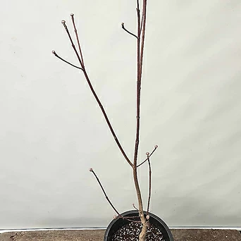 그린 산딸나무(연연두색꽃/85-95cm/남부수종야생화) 1