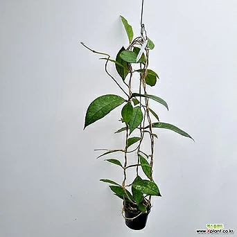 호야 핀라이소니 빅리브 (hoya finlaysonii big leaves) 1
