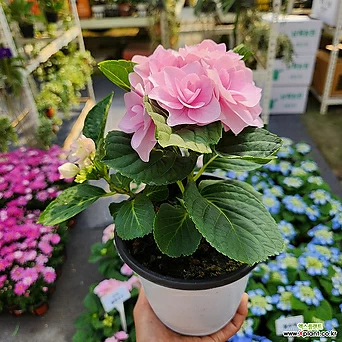 플루오린 수국 중품149 분홍색꽃 꽃비종합원예 1