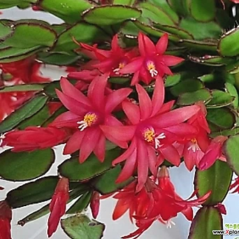 [하와이꽃집]원종게발선인장 세일해 대품 색상 빨강 다홍 랜덤발송 1