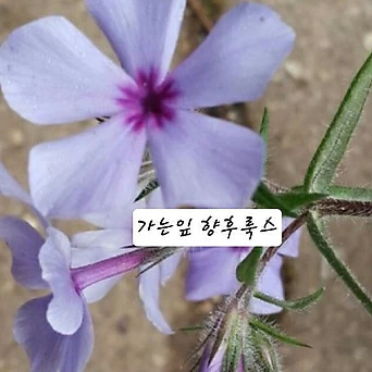 향이좋은가는잎후룩스/노지월동 1