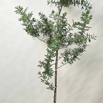 은엽 아카시아(160-170cm/착불) 1