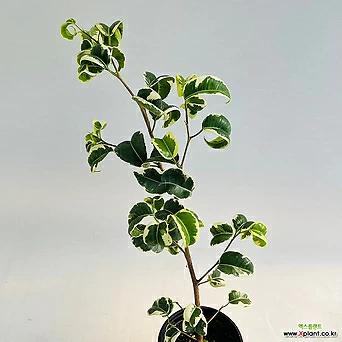 무늬바로크벤자민고무나무 소품 키우기쉬운식물 인테리어식물 1