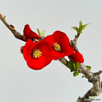 명자나무 꽃나무 정원수 봄꽃 1