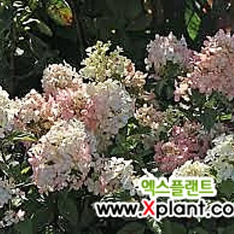 쁘띠스타- 목수국 P9포트묘 왜성종 수국 정원수 꽃나무묘목 1