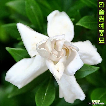 치자나무 Gardenia jasminoides 1