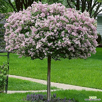 스탠다드 라일락 팔라빈 18cm포트 고접목 왜성 개화주 묘목 봄꽃나무 1