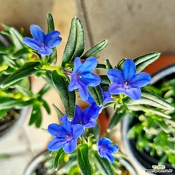 이사도라 / 이소도라 (Lithodora diffusa 'Heavenly Blue') 1