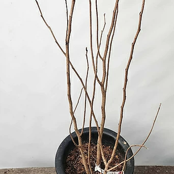 박태기나무(야생화/110-120cm) 1