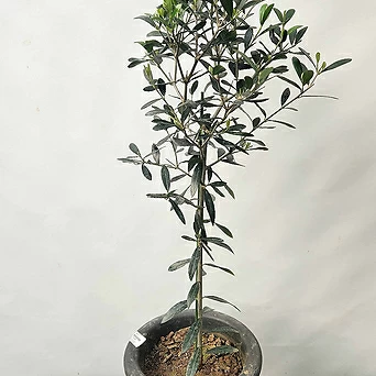 올리브나무(감람나무/65-75cm/남부수종야생화) 1