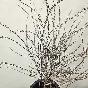 장미조팝나무 (100-110cm) 1