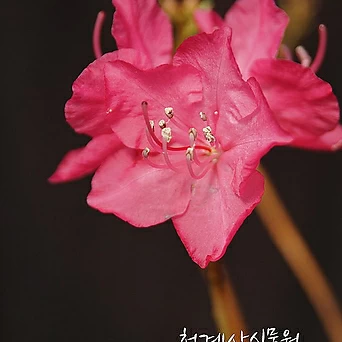 [청계산식물원] 꽃대 홍화진달래 018 (높이 32cm) / 사진촬영 2024년 3월 8일 1