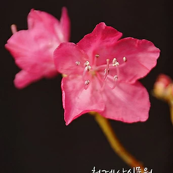 [청계산식물원] 꽃대 홍화진달래 020 (높이 43cm) / 사진촬영 2024년 3월 8일 1