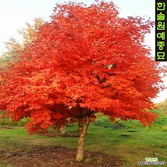 복자기(단풍나무) Acer triflorum 1