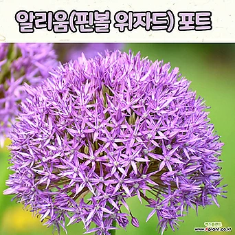 알리움 핀볼위자드(7치 포트) 봄꽃/ 추식구근 / 노지월동 1