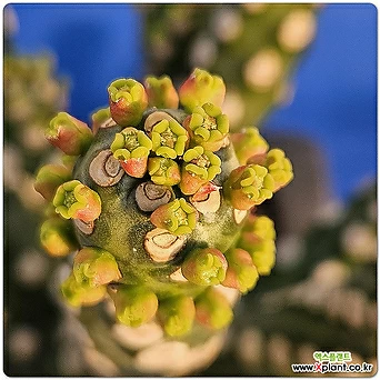 유포르비아 네리폴리아 HY(Euphorbia neriifolia hy)문어다리 01 1