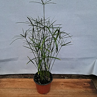 시페루스/수경재배식물 1
