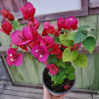[하와이꽃집] 부겐베리아 빨강 아주예쁨 1