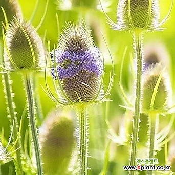 [모야모 꽃씨]  도깨비산토끼꽃(Teasel) 씨앗 10립 1