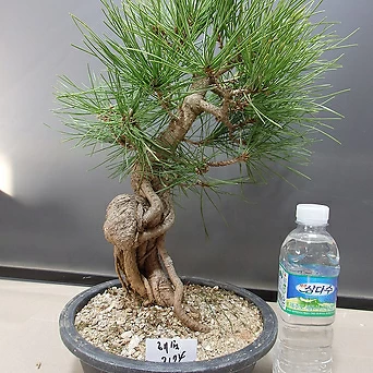 Pinus densiflora 3174 1
