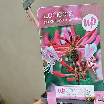 [하와이꽃집] 3포트1세트 수입인동초 핑크 1
