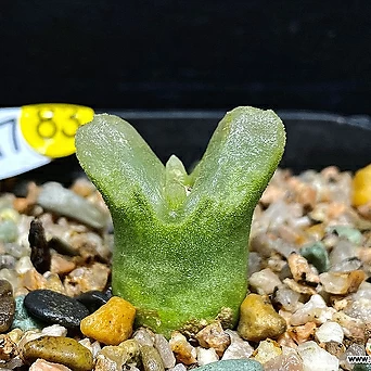 Conophytum devium ssp.stiriiferum(코노 데비움 스트리퍼룸3.17) 1