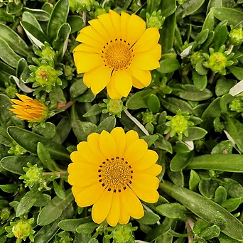 가자니아 숙근가자니야 노랑꽃 야생화 노지월동 봄꽃 엑스플랜트 엑플 1