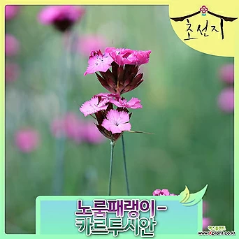 [초선지] 노룸패랭이꽃 3치포트 카르투시안  핑크 1