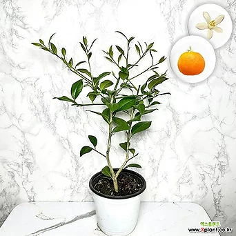 오렌지레몬나무 중품 묘목 과실수 꽃 향기좋은식물 1