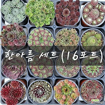 봄의정원바위솔-한아름 세트(16포트) 1