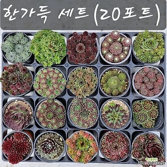 봄의정원바위솔-한가득 세트(20포트) 1