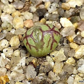 Conophytum marnierianum(코노 마니어리아넘3.18) 1