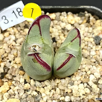Conophytum bilobum-2두(코노피튬  빌로붐 3.18) 1