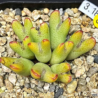 Conophytum bilobum ssp. gracilistylum-10두(코노 그락실리스틸럼3.18) 1