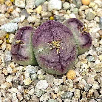 Conophytum X maughanii ssp. armeniacum-3두(코노 아르메니아쿰 교배종3.18) 1