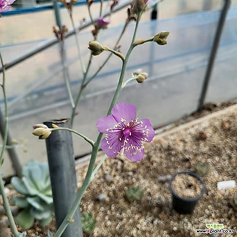 시스탄디그란디플로라 실생 / 아프리카식물    꽃사진첨부 1