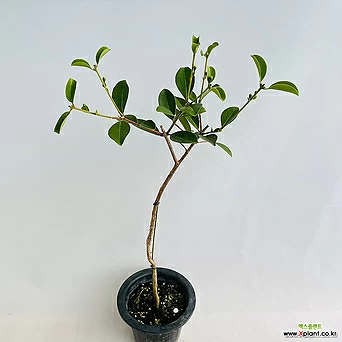 구아바나무 열매있음 실내식물 거실화분 공기정화식물 1
