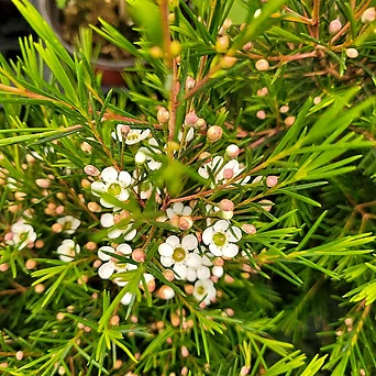 꽃이 오래가요 향기나는 나무 왁스플라워 여러해살이 봄꽃 엑스플랜트 엑플 1