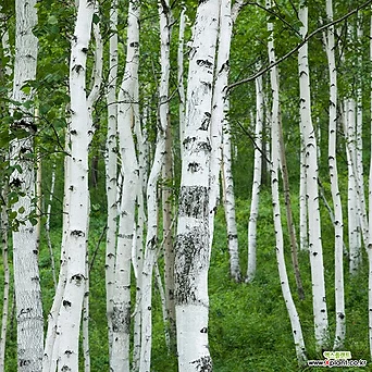 자작나무묘목 백자작나무 은자작나무 2년생 5주묶음 1
