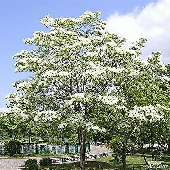 이팝나무 분묘 3년생 흰꽃나무 물푸레나무 1