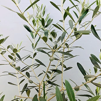 네바딜로블랑코 올리브나무 (자가수정 동일품배송) 1
