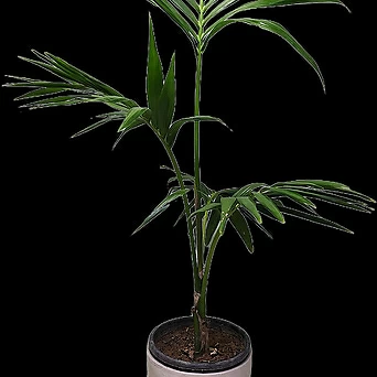 겐자야자대품높이110cm공기정화식물 1