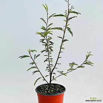 복자귀나무 운남자귀나무 복색자귀 야생화 나무화분 1